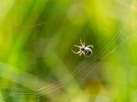 Gartenkreuzspinne beim Netzbau, Unteransicht